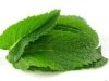 PASTA DI ZUCCHERO MENTA